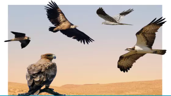 الطيور